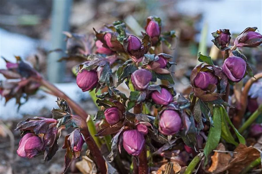 Lenzrose rot 1 Liter Topf