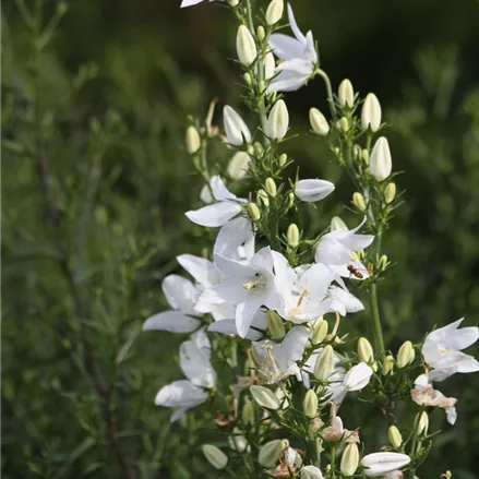 Pyramiden-Glockenblume 'Alba'