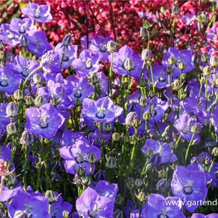 Niedrige Glockenblume 'Samantha'