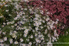 Pyrenäen-Aster 'Lutetia' 9 x 9 cm Topf 0,5 Liter