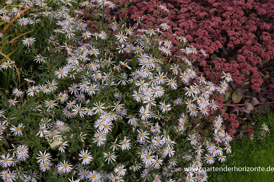 Pyrenäen-Aster 'Lutetia' 9 x 9 cm Topf 0,5 Liter