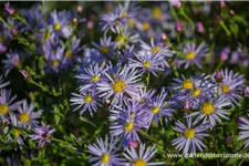 Pyrenäen-Aster 'Lutetia' 9 x 9 cm Topf 0,5 Liter