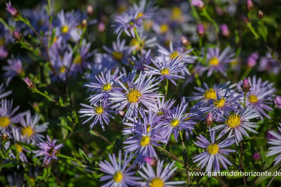 Pyrenäen-Aster 'Lutetia' 9 x 9 cm Topf 0,5 Liter