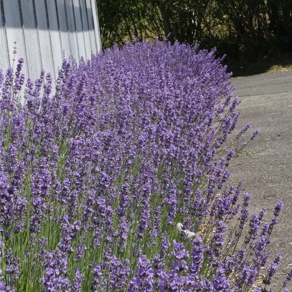 Kompaktwachsender Lavendel 'Dwarf Blue'