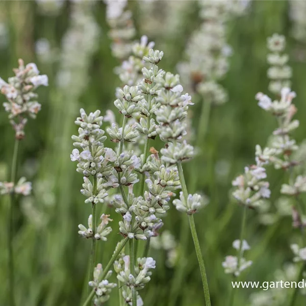 Kompaktwachsender Lavendel 'Arctic Snow'