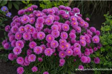 Kissen-Aster 'Peter Harrison' 9 x 9 cm Topf 0,5 Liter