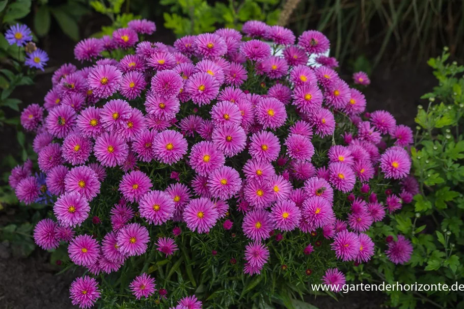 Kissen-Aster 'Peter Harrison' 9 x 9 cm Topf 0,5 Liter