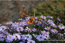 Kissen-Aster 'Prof Anton Kippenberg' 9 x 9 cm Topf 0,5 Liter