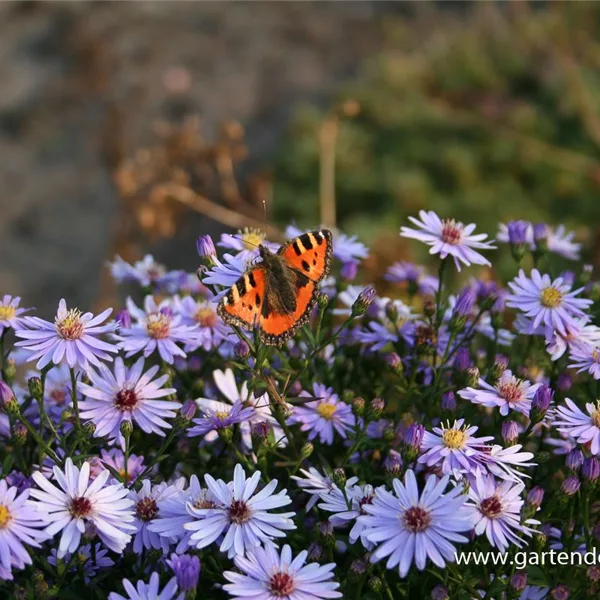 Kissen-Aster 'Prof Anton Kippenberg'