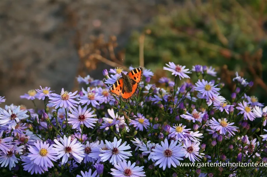 Kissen-Aster 'Prof Anton Kippenberg' 9 x 9 cm Topf 0,5 Liter