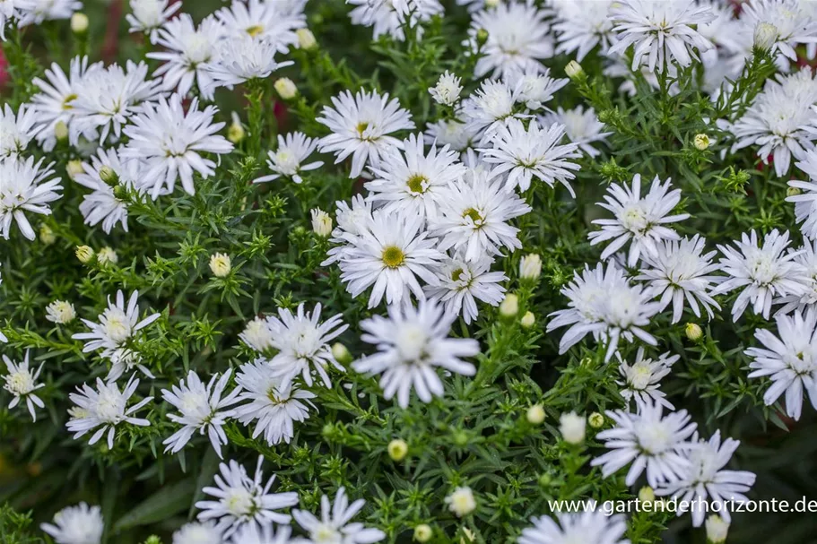 Kissen-Aster 'Kristina' 9 x 9 cm Topf 0,5 Liter