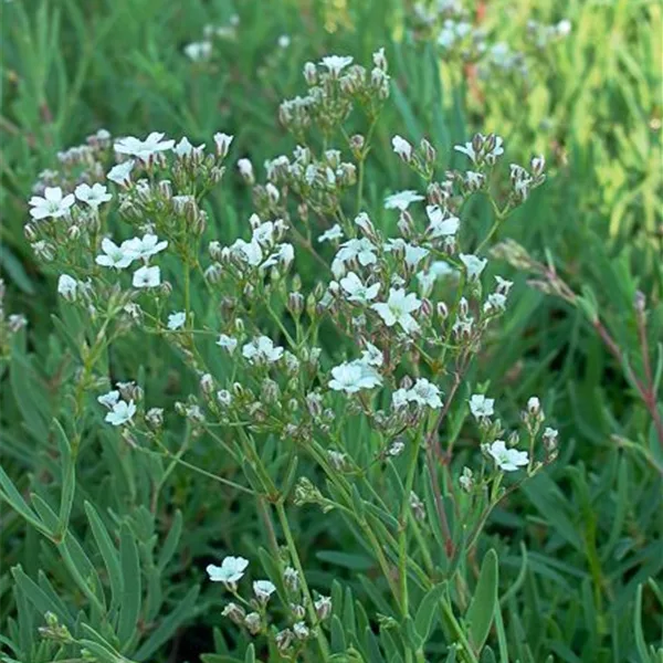 Kriechendes Schleierkraut 'Filou White'