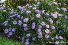 Kissen-Aster 'Zwergenhimmel' 9 x 9 cm Topf 0,5 Liter