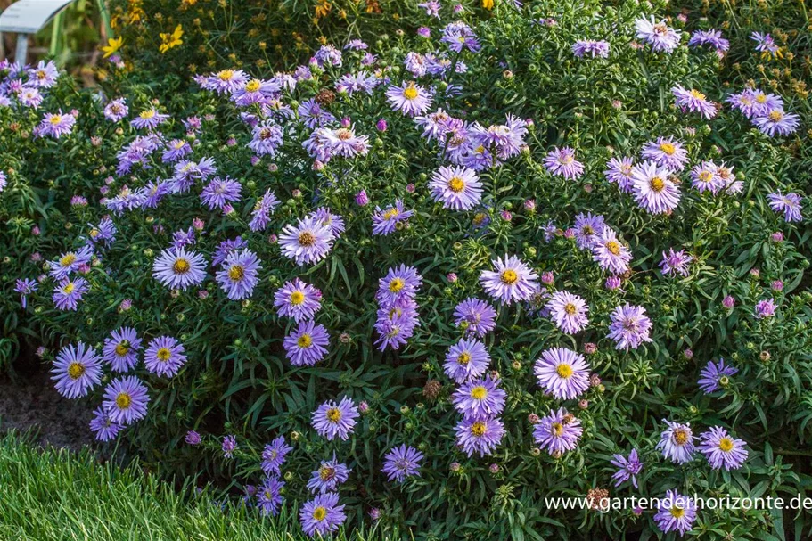 Kissen-Aster 'Zwergenhimmel' 9 x 9 cm Topf 0,5 Liter