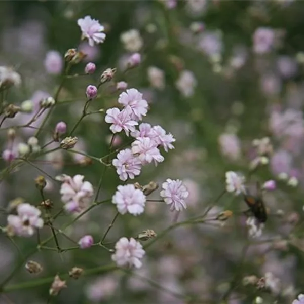 Kriechendes Schleierkraut 'Rosenschleier'