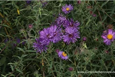 Raublatt-Aster 'W. Bowmann' 9 x 9 cm Topf 0,5 Liter