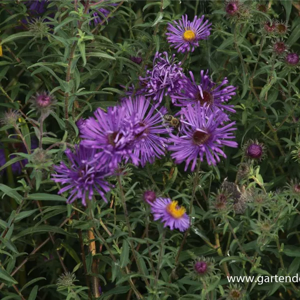 Raublatt-Aster 'W. Bowmann'