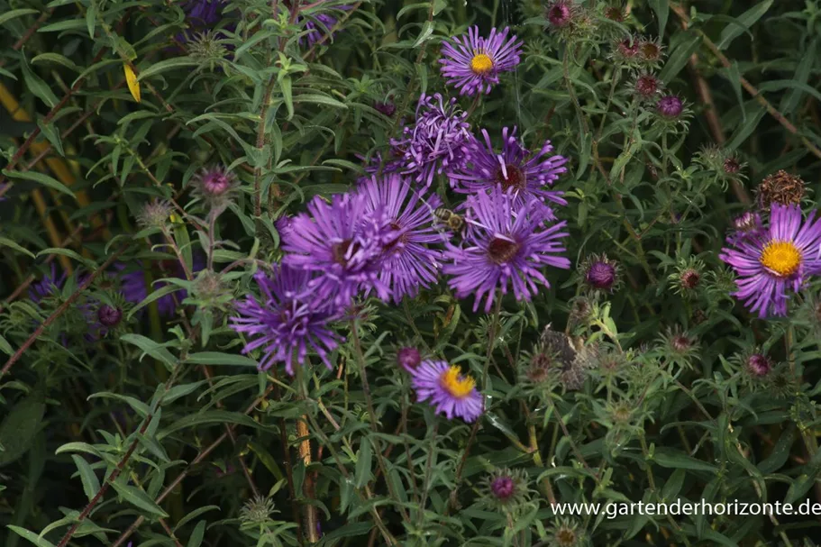 Raublatt-Aster 'W. Bowmann' 9 x 9 cm Topf 0,5 Liter