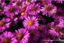 Kissen-Aster 'Starlight' 9 x 9 cm Topf 0,5 Liter