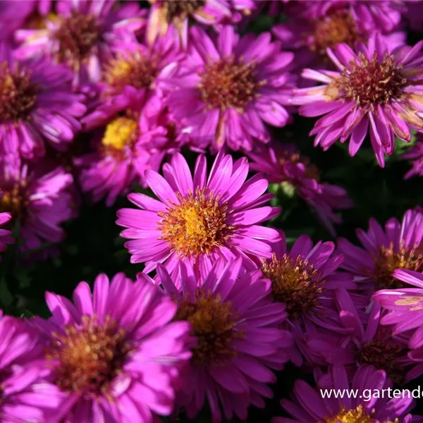 Kissen-Aster 'Starlight'