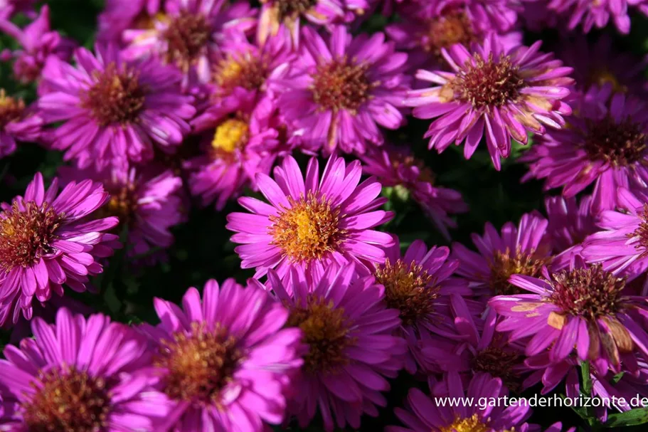 Kissen-Aster 'Starlight' 9 x 9 cm Topf 0,5 Liter