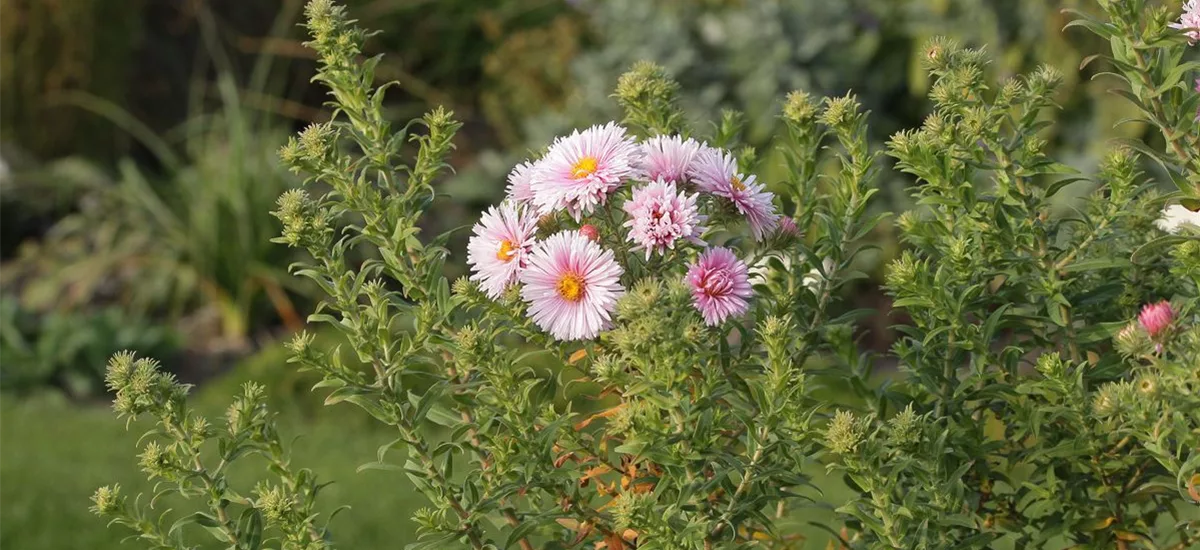 Raublatt-Aster 'Rudelsburg' 9 x 9 cm Topf 0,5 Liter