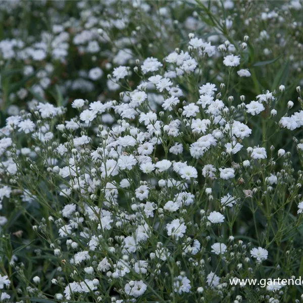 Kriechendes Schleierkraut 'Compacta Plena'