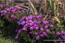 Kissen-Aster 'Rosenwichtel' 9 x 9 cm Topf 0,5 Liter