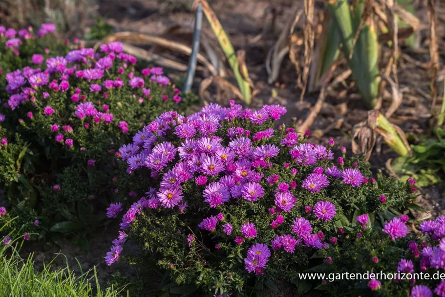 Kissen-Aster 'Rosenwichtel' 9 x 9 cm Topf 0,5 Liter