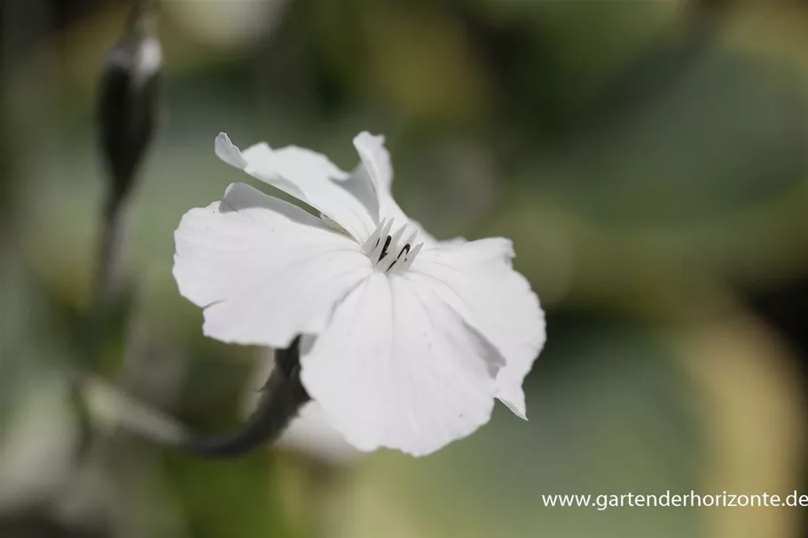 Kronen-Lichtnelke, Vexiernelke 'Alba' 9 x 9 cm Topf 0,5 Liter