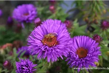 Raublatt-Aster 'Purple Dome' 9 x 9 cm Topf 0,5 Liter