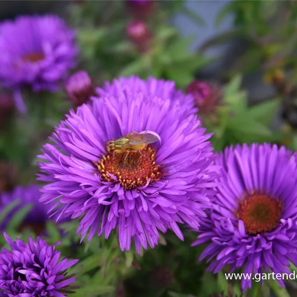 Raublatt-Aster 'Purple Dome'