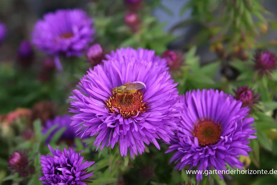 Raublatt-Aster 'Purple Dome' 9 x 9 cm Topf 0,5 Liter