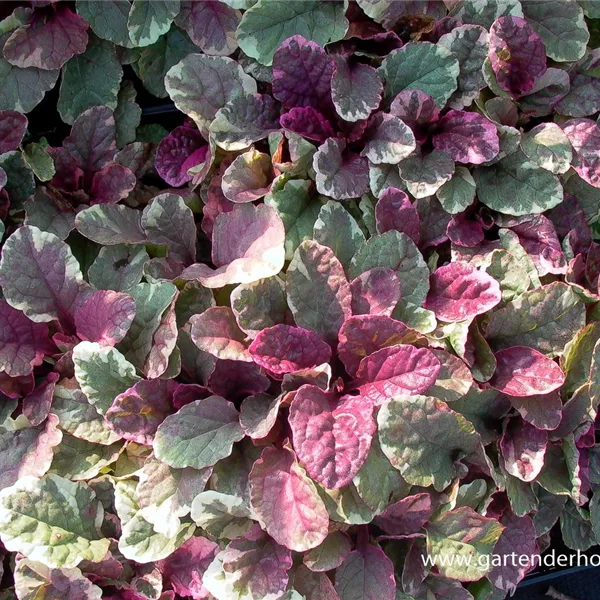 Mehrfarbiger Günsel 'Burgundy Glow'