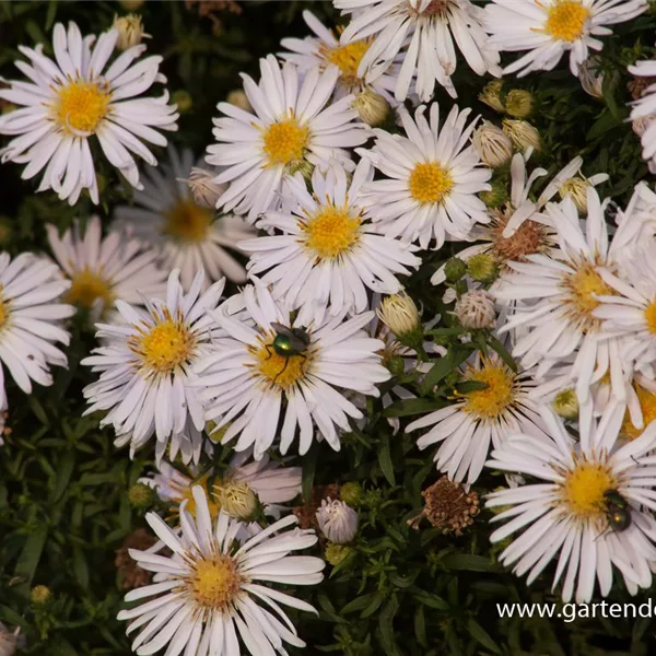 Kissen-Aster 'Apollo'