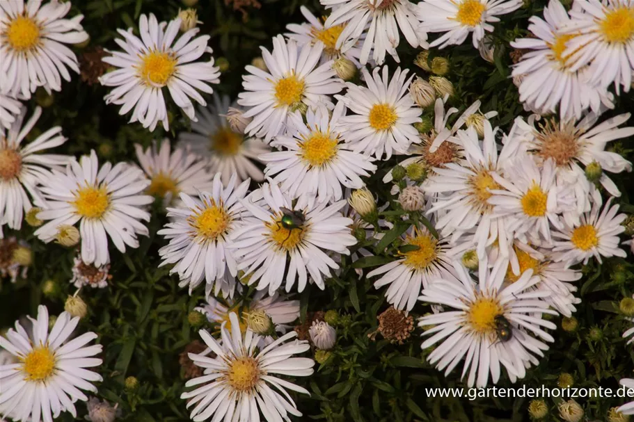 Kissen-Aster 'Apollo' 9 x 9 cm Topf 0,5 Liter