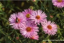 Raublatt-Aster 'Rosa Sieger' 9 x 9 cm Topf 0,5 Liter