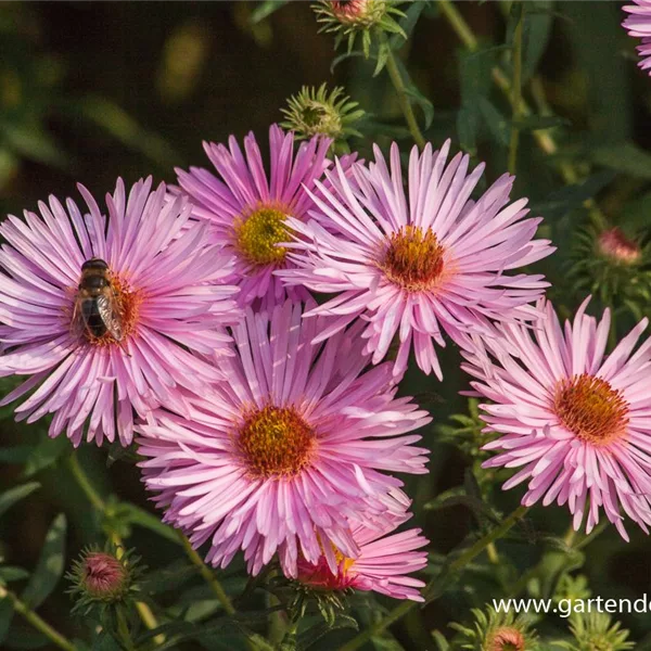 Raublatt-Aster 'Rosa Sieger'