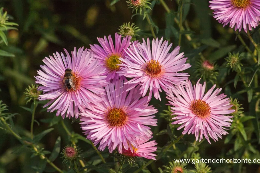 Raublatt-Aster 'Rosa Sieger' 9 x 9 cm Topf 0,5 Liter