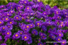 Kissen-Aster 'Augenweide' 9 x 9 cm Topf 0,5 Liter