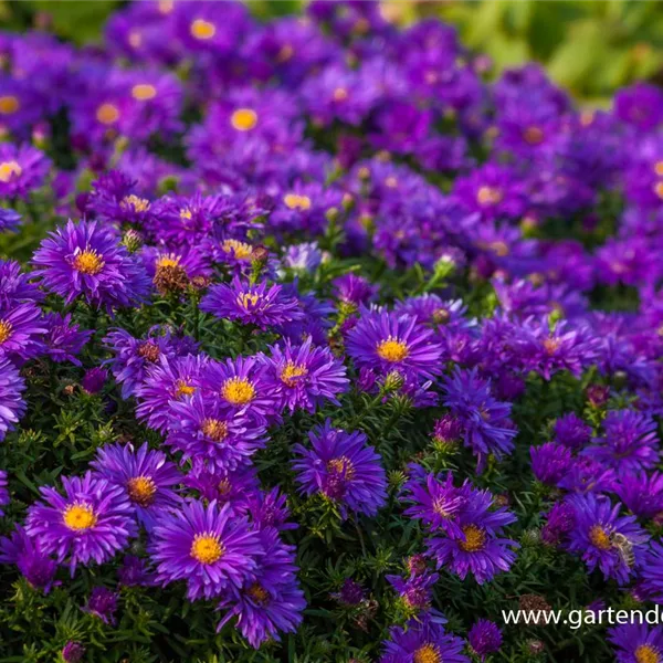 Kissen-Aster 'Augenweide'