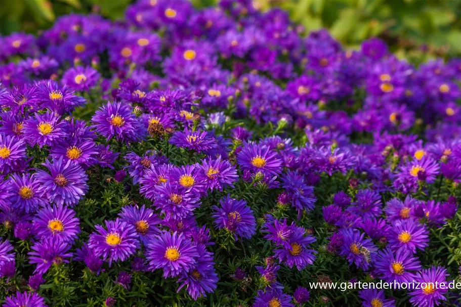 Kissen-Aster 'Augenweide' 9 x 9 cm Topf 0,5 Liter