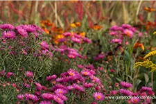 Raublatt-Aster 'Lachsglut' 9 x 9 cm Topf 0,5 Liter