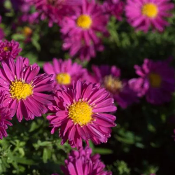 Kissen-Aster 'Jenny'