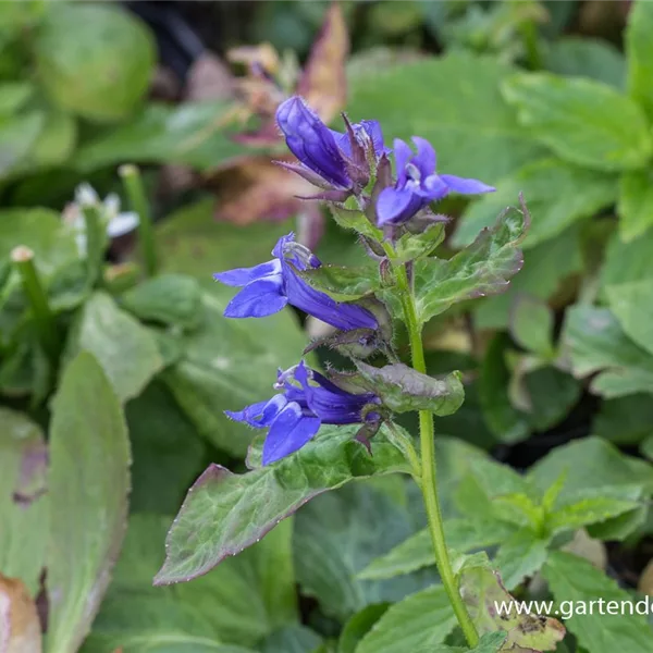 Stauden-Lobelie 'Blaue Auslese'