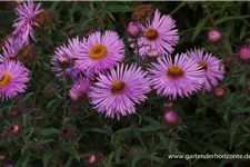 Raublatt-Aster 'Barr' 9 x 9 cm Topf 0,5 Liter