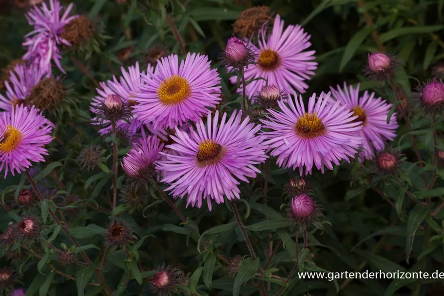 Raublatt-Aster 'Barr' 9 x 9 cm Topf 0,5 Liter