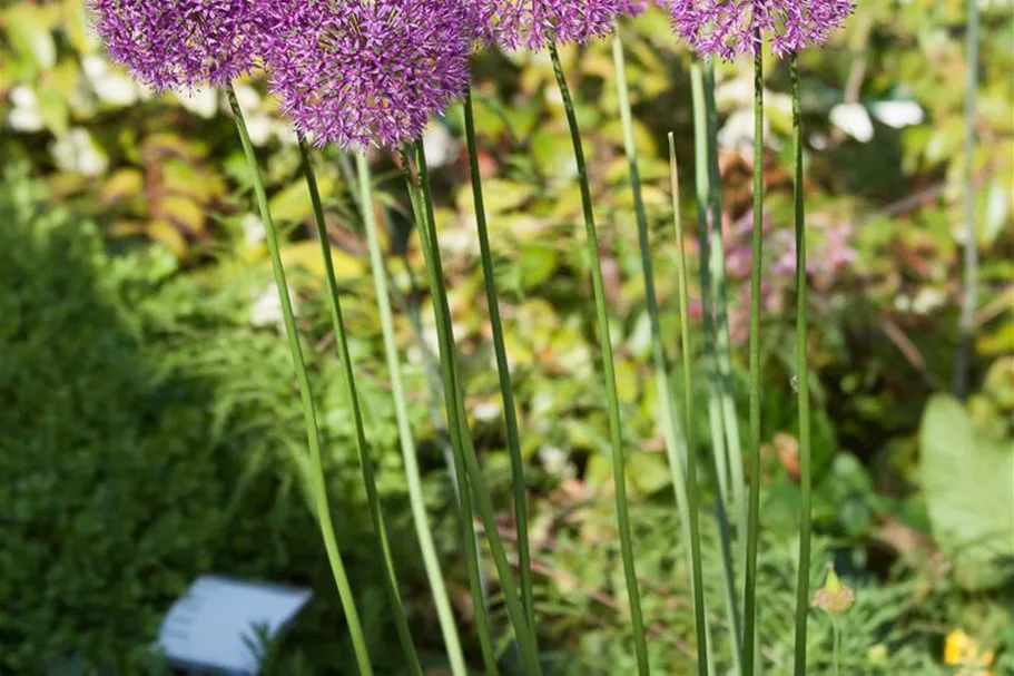 Kugel-Lauch 'Purple Sensation' 2 Liter Topf