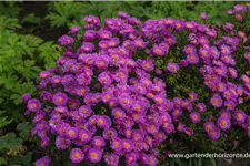 Kissen-Aster 'Heinz Richard' 9 x 9 cm Topf 0,5 Liter