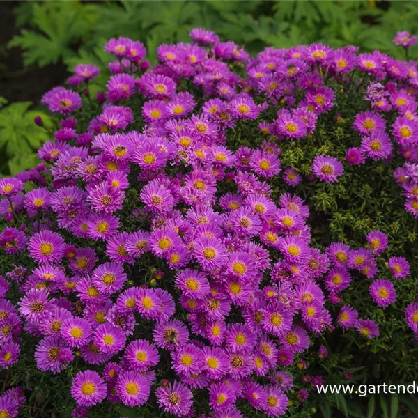 Kissen-Aster 'Heinz Richard'